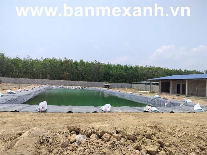 Thi công hồ HDPE trại chăn nuôi 2.400 heo nái