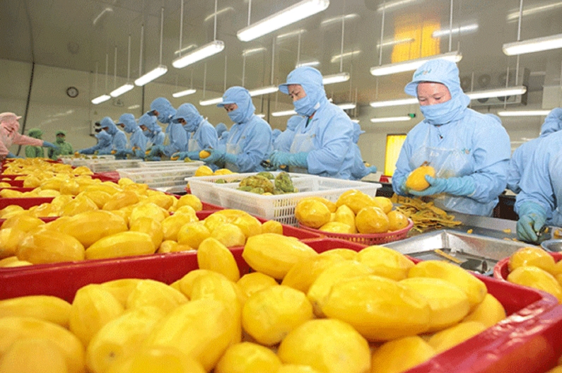 Thi Công, Lắp Đặt Hệ Thống Xử Lý Khí Thải Chế Biến Thực Phẩm Tại Đắk Nông – Ban Mê Xanh, Dịch Vụ Chất Lượng Cao