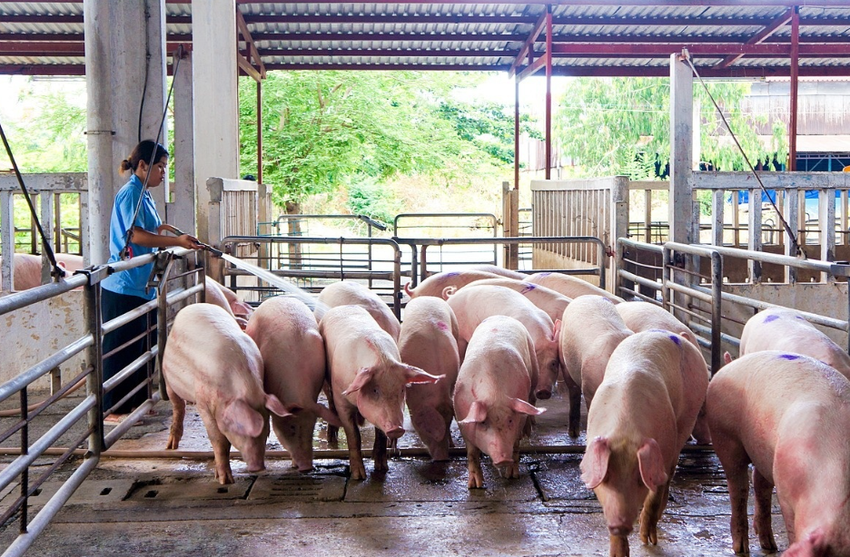 Dịch Vụ Xử Lý Nước Thải Chăn Nuôi – Cấp Thiết Không Thể Trì Hoãn