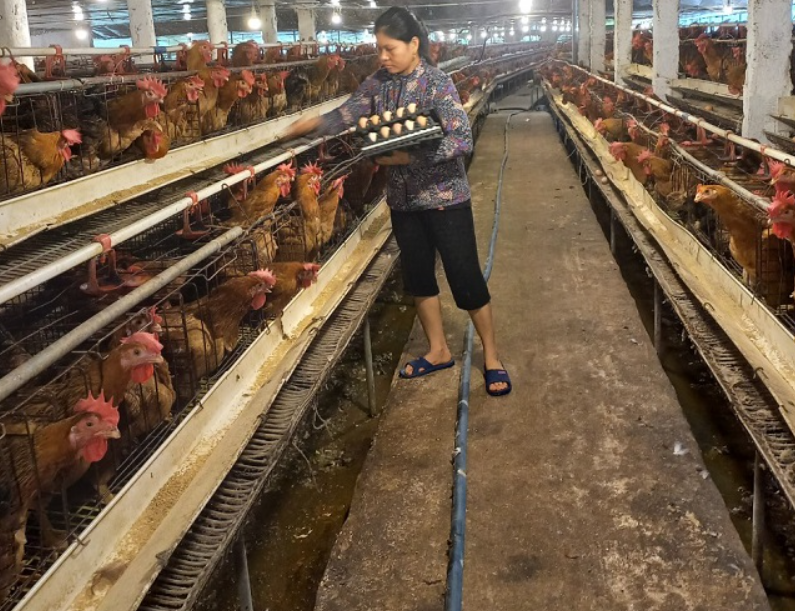 Dịch Vụ Xử Lý Nước Thải Chăn Nuôi – Cấp Thiết Không Thể Trì Hoãn