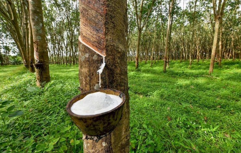 Trình Tự Phê Duyệt Hồ Sơ ĐTM – Hiểu Rõ Để Không Loay Hoay