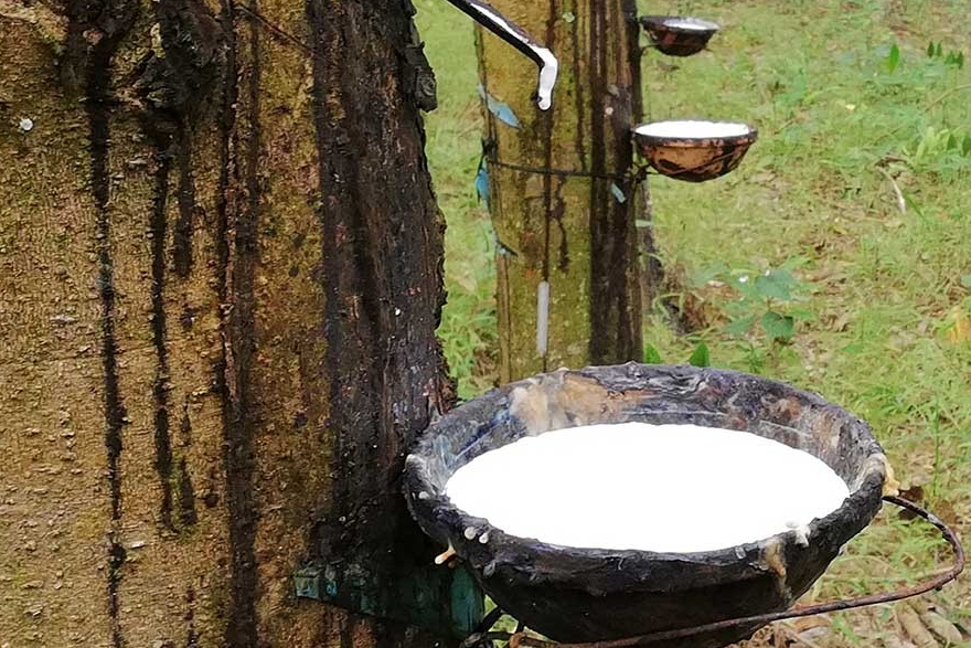 Chất Thải Nguy Hại Trong Ngành Gỗ, Cao Su, Thực Phẩm – Xử Lý Ra Sao?