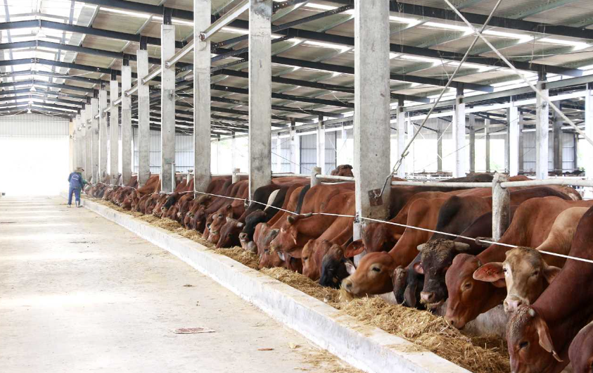 Xử Lý Nước Thải Chăn Nuôi Bò – Thách Thức Lớn Của Các Hộ Nông Dân Tây Nguyên