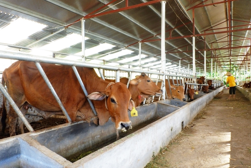 Xử Lý Nước Thải Chăn Nuôi Bò – Thách Thức Lớn Của Các Hộ Nông Dân Tây Nguyên