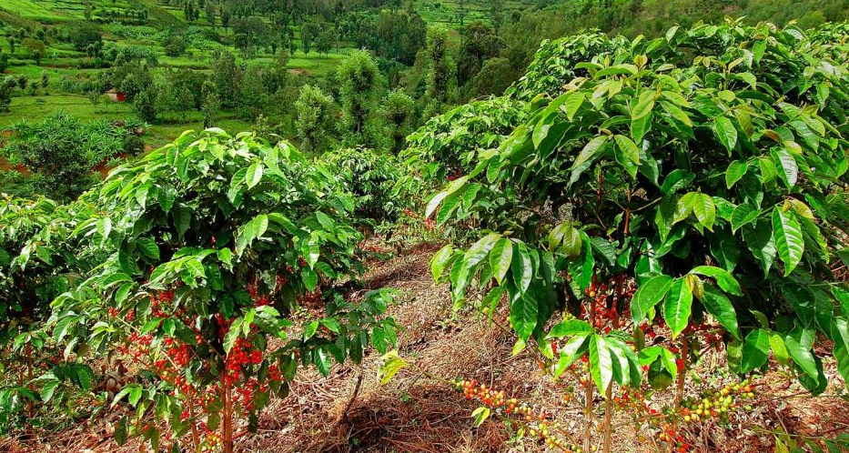 Vì Sao Vỏ Bao Bì Thuốc Bảo Vệ Thực Vật Là Thách Thức Tại Tây Nguyên?