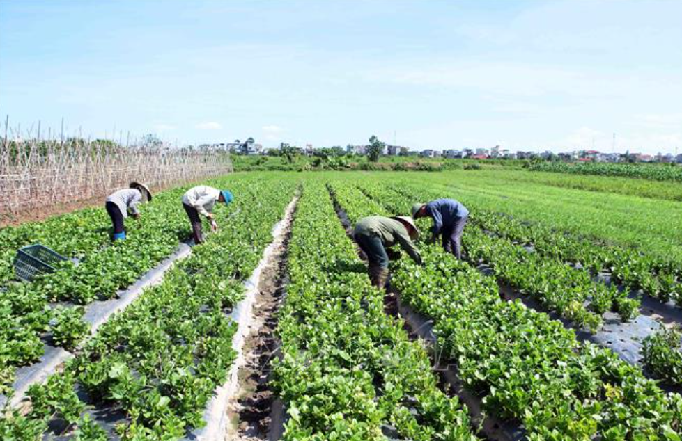 THU GOM, XỬ LÝ VỎ BAO BÌ THUỐC BVTV: BẢO VỆ MÔI TRƯỜNG HAY NGHĨA VỤ PHÁP LÝ?