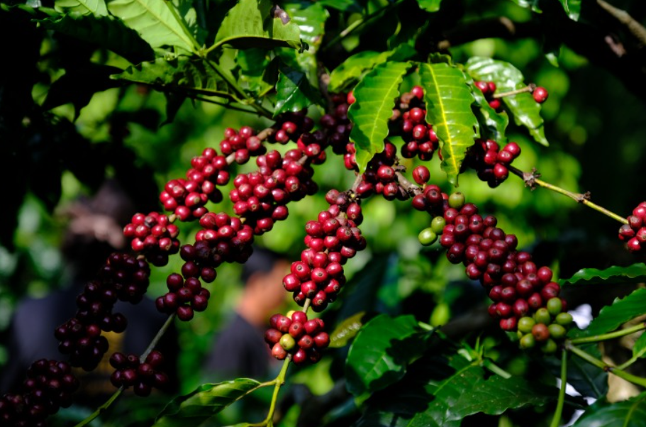 Xử Lý Nước Thải Chế Biến Cà Phê Ướt