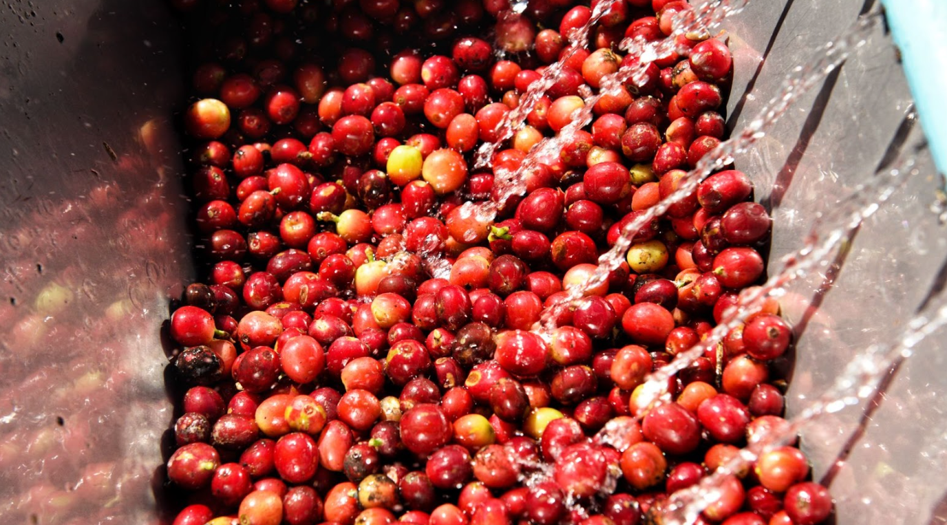 Xử Lý Nước Thải Sản Xuất Cà Phê Hòa Tan