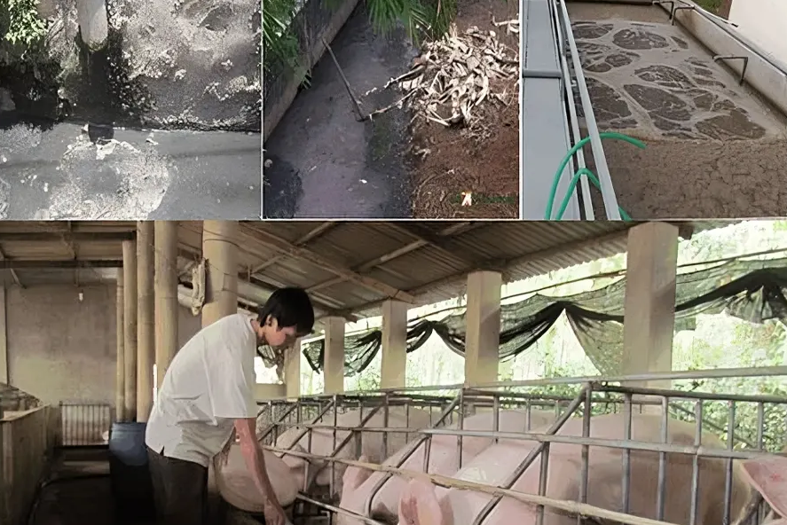 Hậu Quả Khi Không Xử Lý Nước Thải Chăn Nuôi Đúng Cách Tại Tây Nguyên