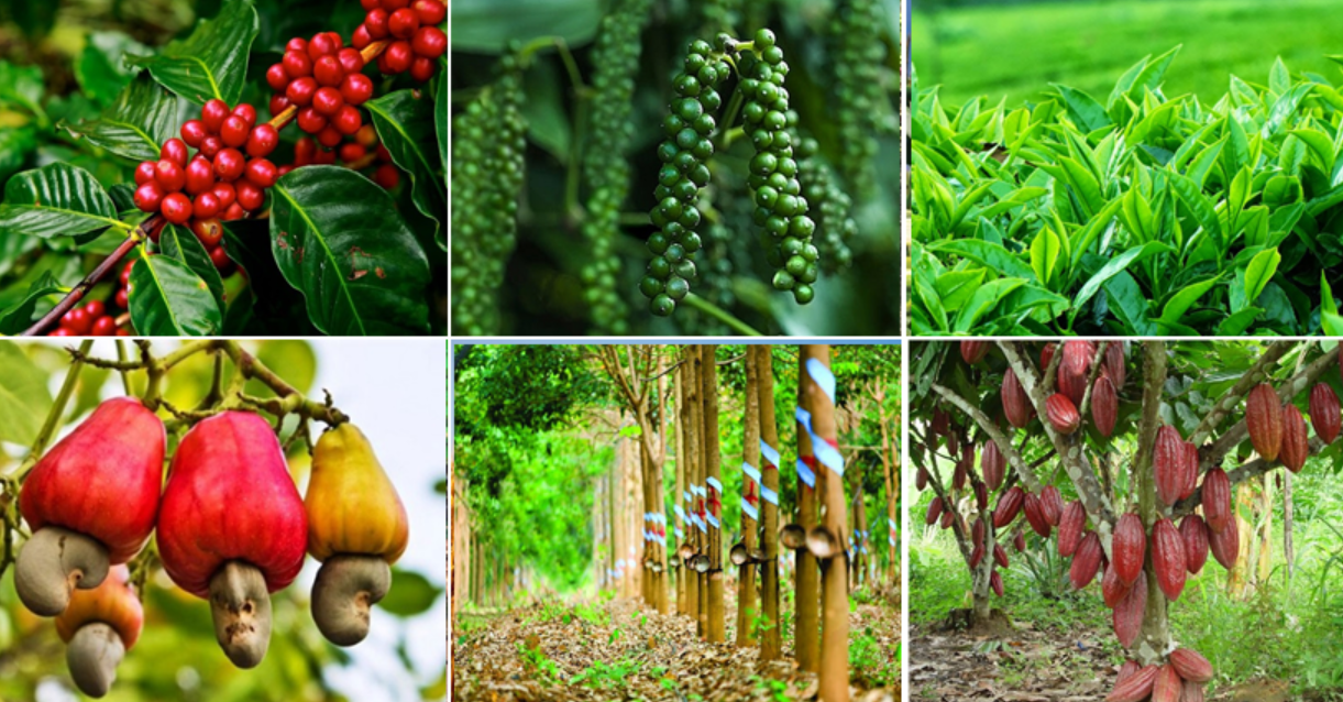 Xử Lý Nước Thải Chăn Nuôi Bò Và Gia Súc Tại Đắk Nông: Thách Thức Và Giải Pháp Bền Vững