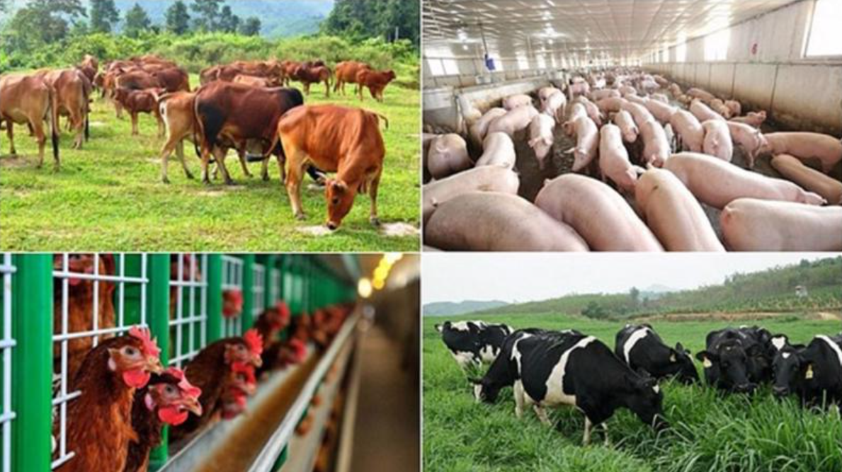 Xử Lý Nước Thải Chăn Nuôi Bò Và Gia Súc Tại Đắk Nông: Thách Thức Và Giải Pháp Bền Vững