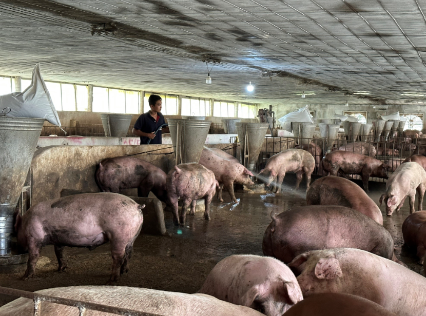 Công Nghệ Biogas Kết Hợp Xử Lý Nước Thải Cho Trang Trại Chăn Nuôi Tại Tây Nguyên