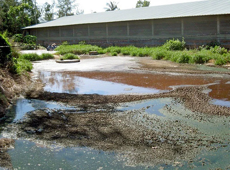 Công Nghệ Biogas Kết Hợp Xử Lý Nước Thải Cho Trang Trại Chăn Nuôi Tại Tây Nguyên
