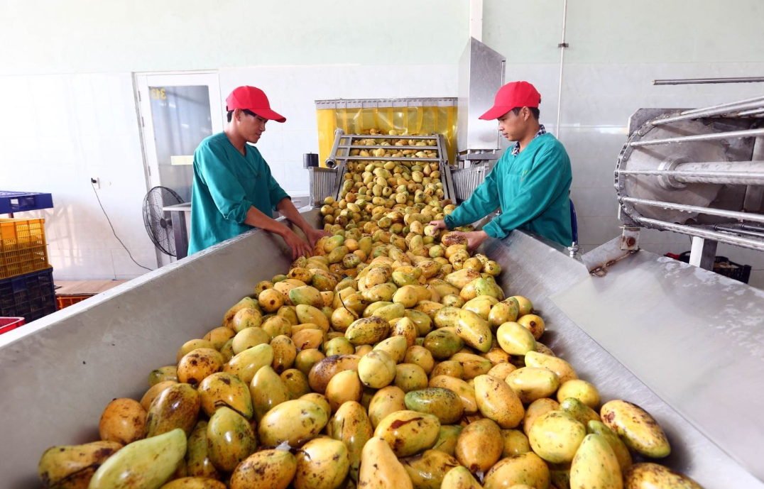 Xử Lý Nước Thải Khu Chế Biến Nông Sản Xuất Khẩu Tại Tây Nguyên