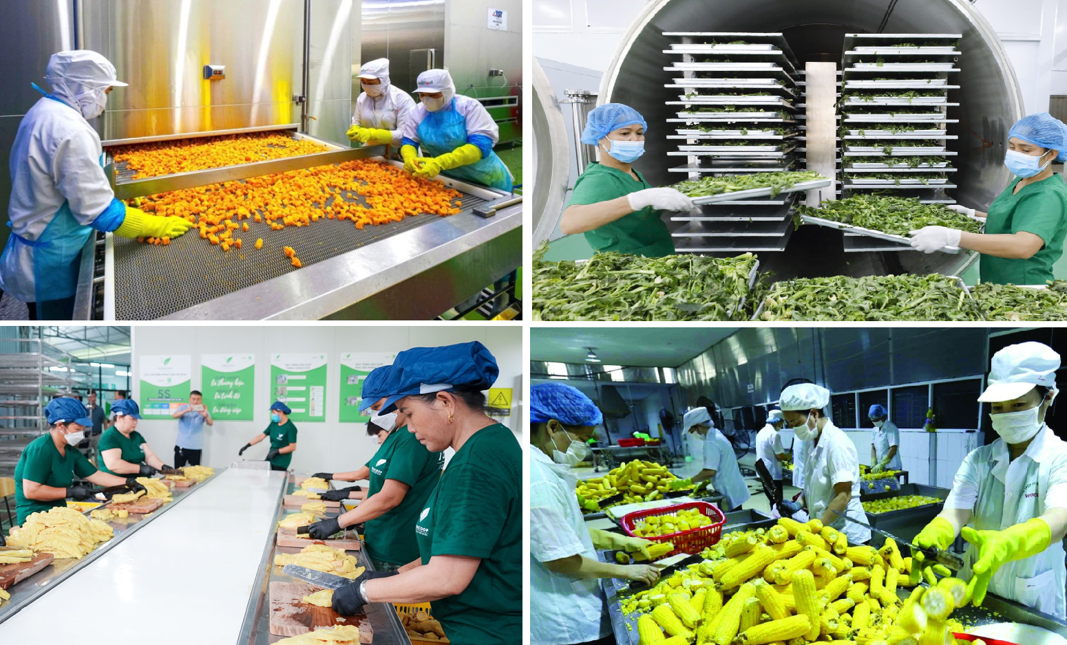 Xử Lý Nước Thải Khu Chế Biến Nông Sản Xuất Khẩu Tại Tây Nguyên